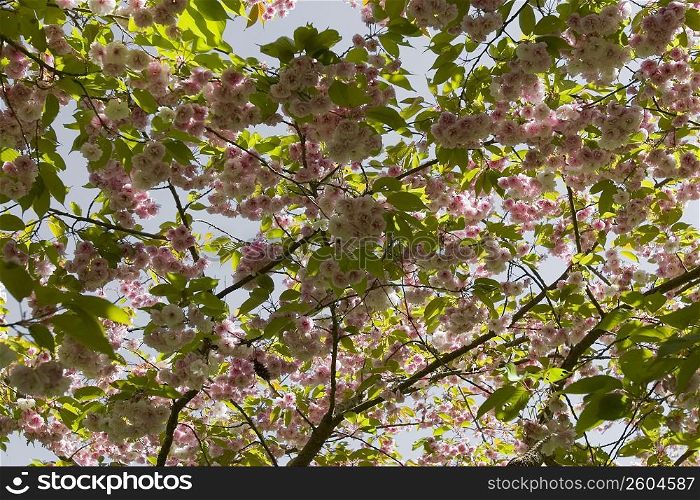 Low angle view of flowers on a tree