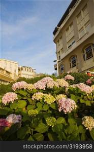 Low angle view of flowers with buildings in the background, Biarritz, Basque Country, Pyrenees-Atlantiques, Aquitaine, France
