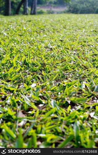 low angle view of grass field, with shallow depth of field.