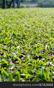 low angle view of grass field, with shallow depth of field.