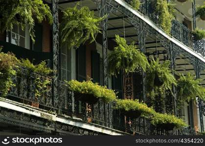 Low angle view of hanging baskets on a building, New Orleans, Louisiana, USA