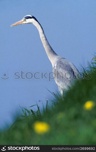 Low angle view of heron, Holland