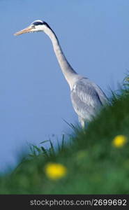 Low angle view of heron, Holland