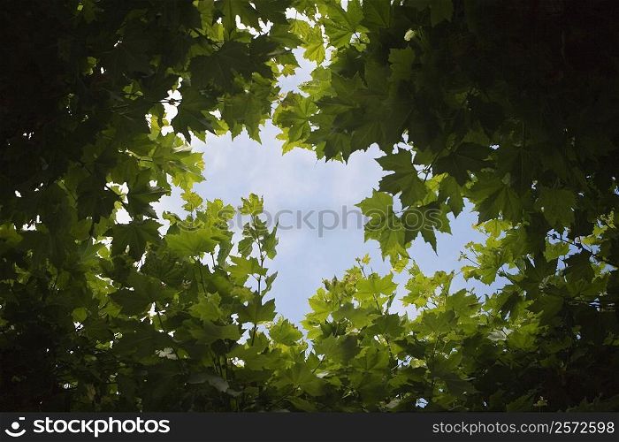Low angle view of leaves