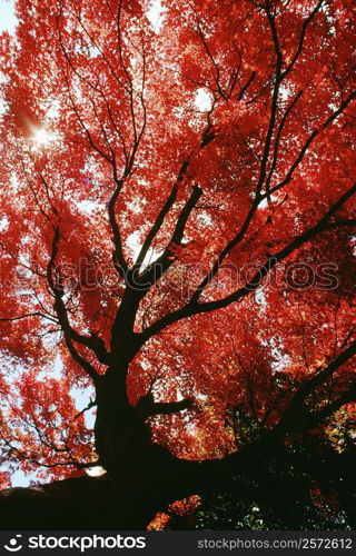 Low angle view of maple trees, Kyoto, Japan