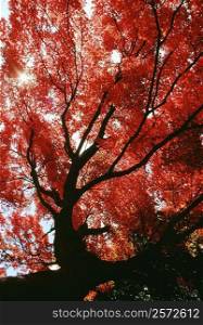 Low angle view of maple trees, Kyoto, Japan