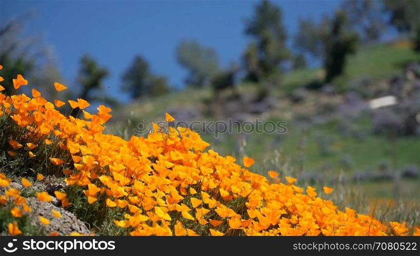 Low angle view of orange California poppies against a bright blue spring sky