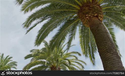 Low angle view of palm fronds