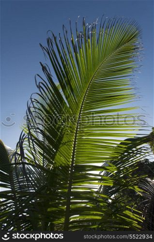 Low angle view of palm leaf, Utila, Bay Islands, Honduras