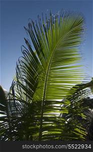 Low angle view of palm leaf, Utila, Bay Islands, Honduras
