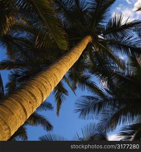 Low angle view of palm tree.