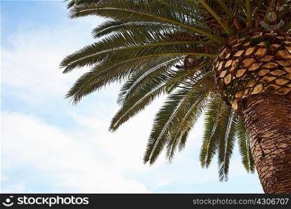 Low angle view of palm tree and blue sky