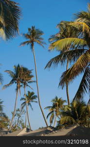 Low angle view of palm trees