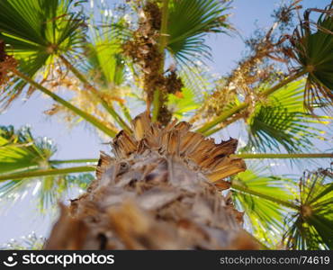 Low Angle View Of Palm Trees Against Clear Blue Sky, Paphos, Cyprus. Shallow depth of field.