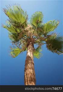 Low Angle View Of Palm Trees Against Clear Blue Sky, Paphos, Cyprus