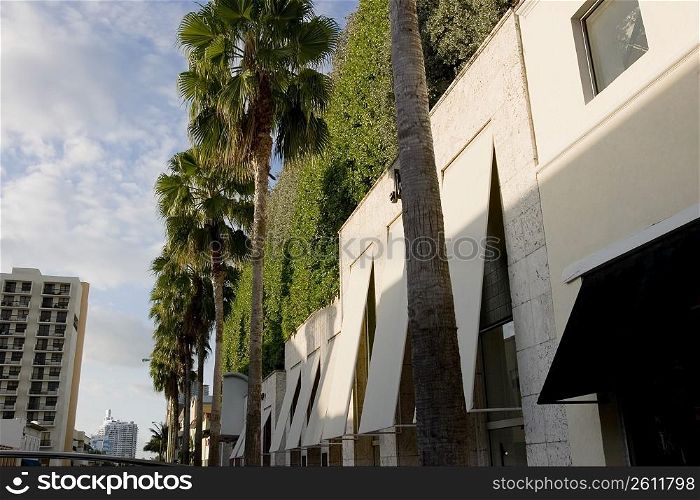 Low angle view of palm trees along a building, Collins Avenue, South Beach, Miami Beach, Florida, USA