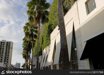 Low angle view of palm trees along a building, Collins Avenue, South Beach, Miami Beach, Florida, USA