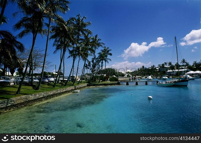Low angle view of palm trees at a wharf, Bermuda