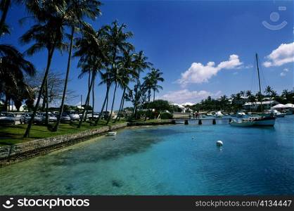 Low angle view of palm trees at a wharf, Bermuda