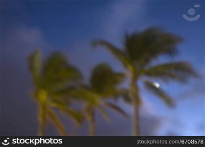 Low angle view of palm trees blowing in the wind