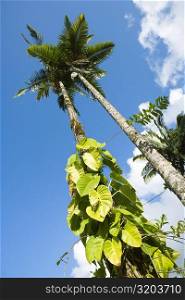 Low angle view of palm trees, Hilo, Big Island, Hawaii Islands, USA