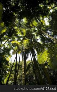 Low angle view of palm trees in a botanical garden, Hawaii Tropical Botanical Garden, Hilo, Big Island, Hawaii Islands, USA