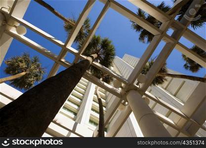 Low angle view of palm trees in front a building, Miami, Florida, USA