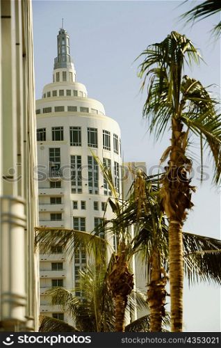 Low angle view of palm trees in front of a building, Miami, Florida, USA