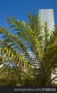 Low angle view of palm trees in front of a skyscraper, Miami, Florida, USA