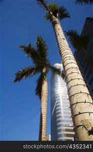 Low angle view of palm trees in front of a skyscraper, Miami, Florida, USA