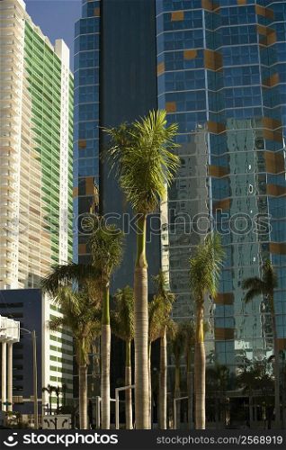 Low angle view of palm trees in front of buildings, Miami, Florida, USA