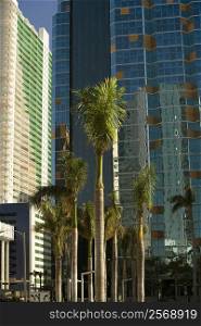 Low angle view of palm trees in front of buildings, Miami, Florida, USA