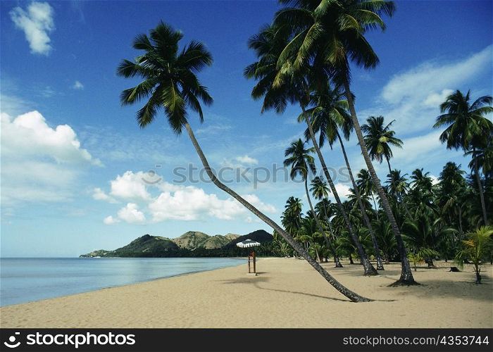 Low angle view of palm trees on a beach, Puerto Rico