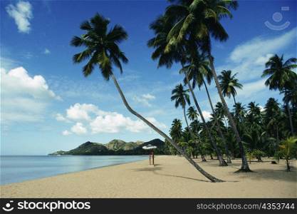 Low angle view of palm trees on a beach, Puerto Rico