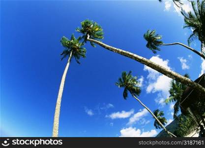 Low angle view of palm trees on Maracas Beach, Trinidad, Caribbean