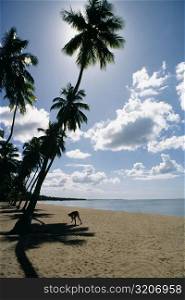 Low angle view of palm trees on Mayaguez beach, Puerto Rico