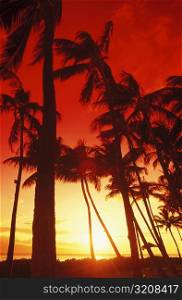 Low angle view of palm trees on the beach, Hawaii, USA