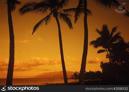 Low angle view of palm trees on the beach, Hawaii, USA
