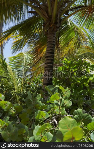 Low angle view of Palm trees on the beach, Pinones Beach, Puerto Rico