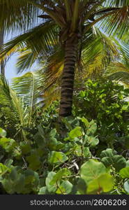 Low angle view of Palm trees on the beach, Pinones Beach, Puerto Rico