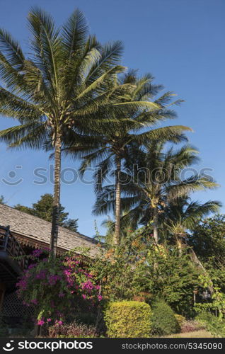 Low angle view of palm trees, Oudomxay Province, Laos