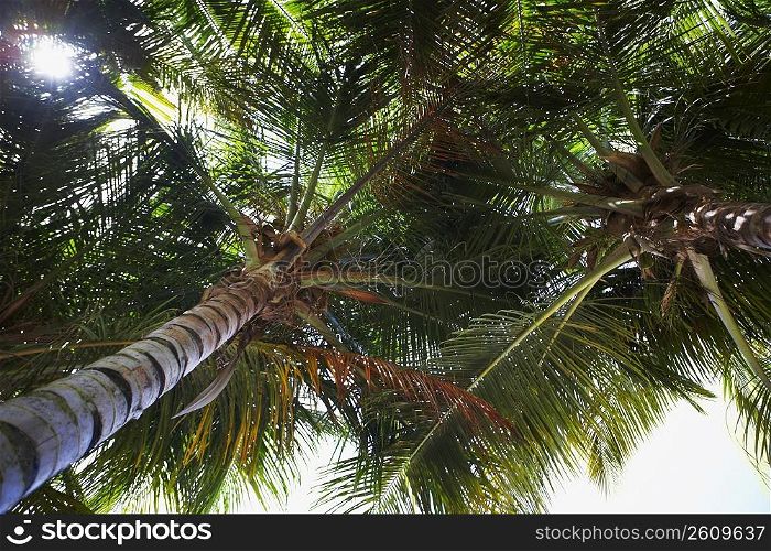 Low angle view of Palm trees, Pinones, Puerto Rico