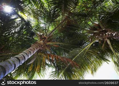 Low angle view of Palm trees, Pinones, Puerto Rico
