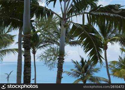 Low angle view of Palm trees, Puerto Rico