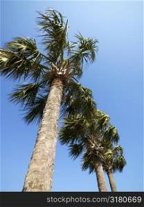 Low angle view of palms trees with blue sky.