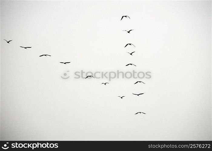 Low angle view of pelicans flying in formation, California, USA
