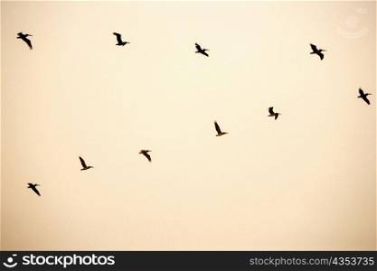 Low angle view of pelicans flying in formation, California, USA