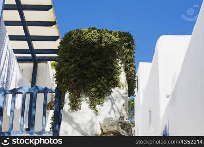 Low angle view of plants growing on a concrete structure, Mykonos, Cyclades Islands, Greece