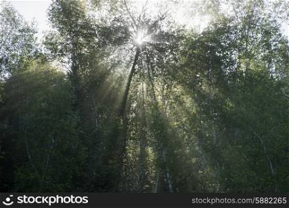 Low angle view of sunlight through trees in a forest, Lake Of The Woods, Ontario, Canada