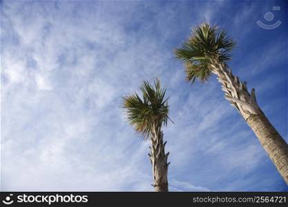 Low angle view of tall palm trees against blue sky.